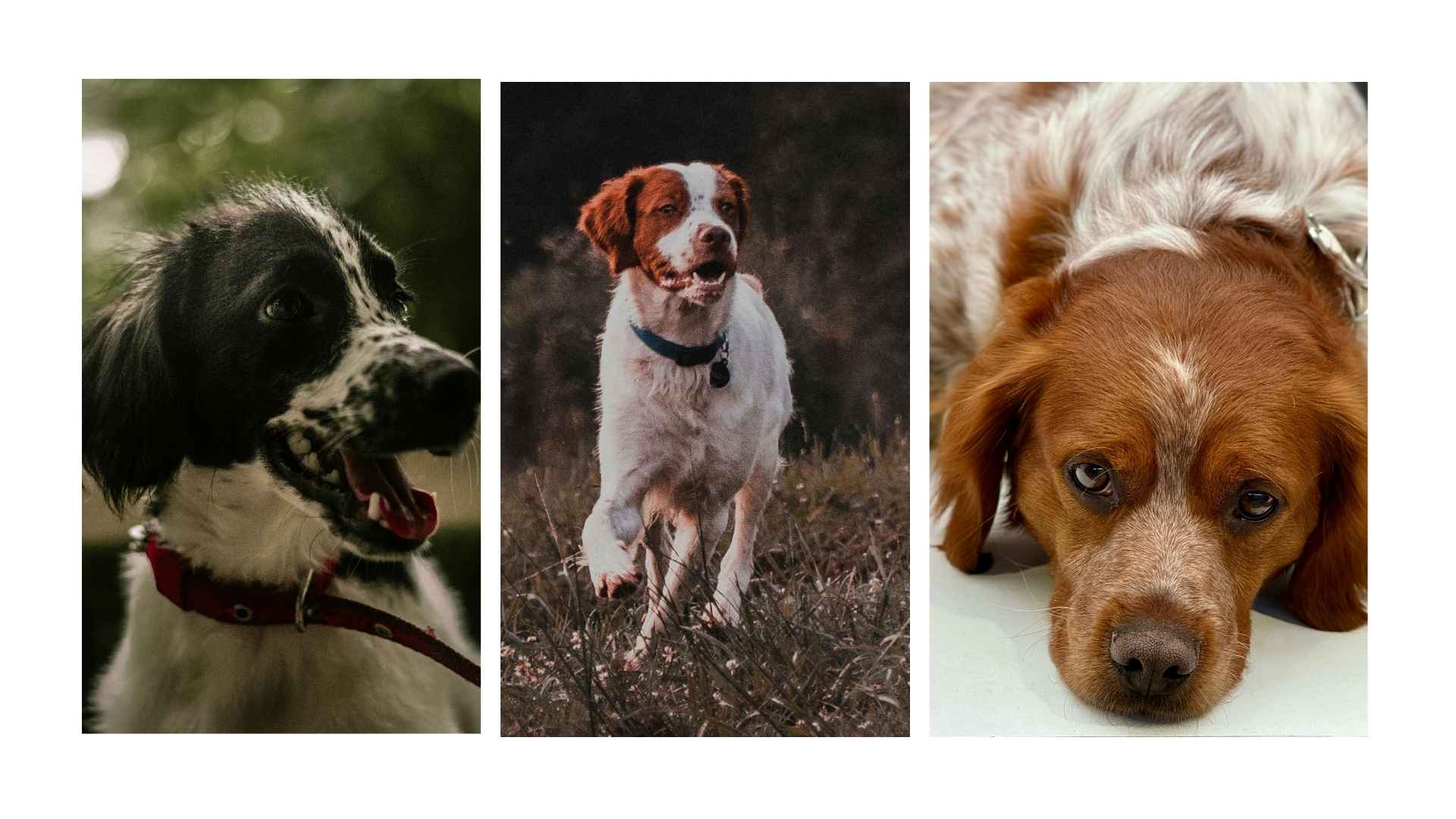 Spaniel bretón